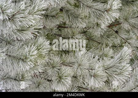 Winterfröste - Kiefern, Großraum Sudbury, Ontario, Kanada Stockfoto