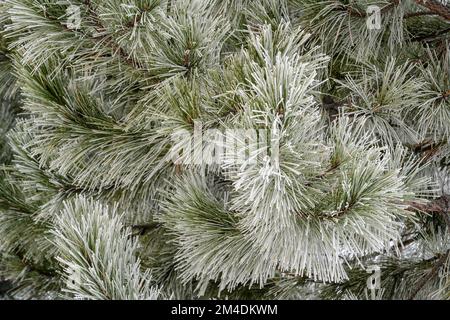 Winterfröste - Kiefern, Großraum Sudbury, Ontario, Kanada Stockfoto