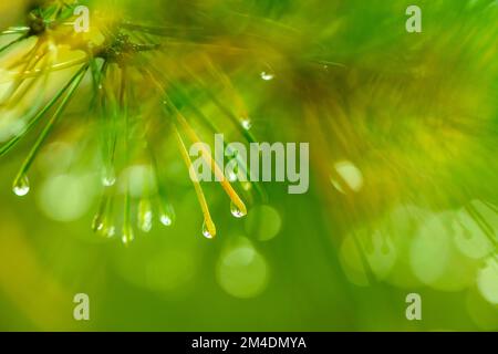 Regentropfen auf roten Piniennadeln, Greater Sudbury, Ontario, Kanada Stockfoto