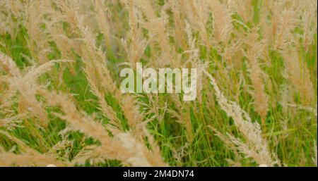 Zartes Gras schwankt im Wind. Grüne, lange Blätter von Pflanzen, Stängel bei hellem Sonnenlicht an sonnigen Sommertagen in ruhiger Landschaft Makro. Wunderschöner Rasen Stockfoto