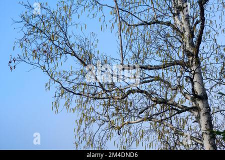 Birke katzt über Long Lake, Greater Sudbury, Ontario, Kanada Stockfoto