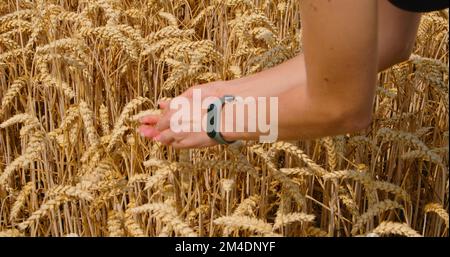 Menschliche Hände im Weizenfeld halten Getreide. Ernte, Getreide. Goldener Weizen bei Sonnenuntergang. Landwirtschaft, Landwirtschaft, Agrarindustrie. Filmmaterial mit Stockfoto