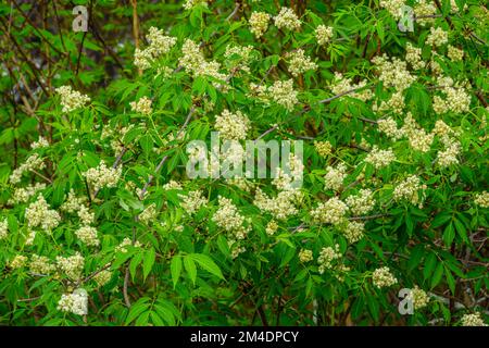 Blühende rote Holunderbeere (Sambucus racemosa), Greater Sudbury, Ontario, Kanada Stockfoto