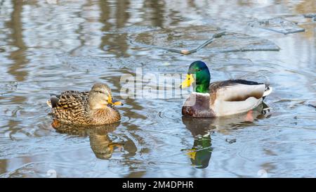 Adulte männliche und weibliche Stockenten (Anas platyrhynchos), die in einem Teich mit Eisdecken schwimmen Stockfoto