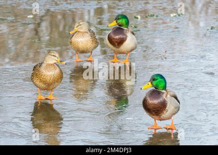 Ausgewachsene männliche und weibliche Stockenten (Anas platyrhynchos), die auf einem eisigen Teich wandern Stockfoto