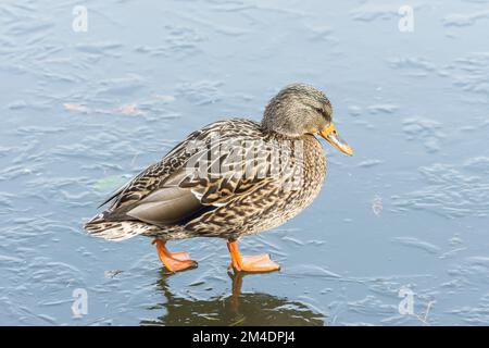 Weibliche Stockente (Anas platyrhynchos) auf einem eisigen Teich Stockfoto