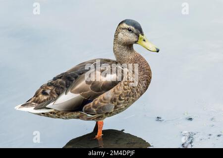 Nichtzuchtmännliche Stockente (Anas platyrhynchos) in einem Teich Stockfoto