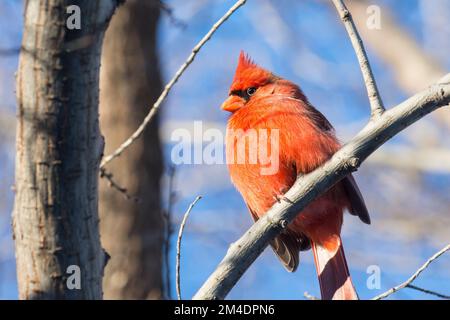 Männlicher Nordkardinal (Cardinalis Cardinalis) hoch oben auf einem Ast Stockfoto