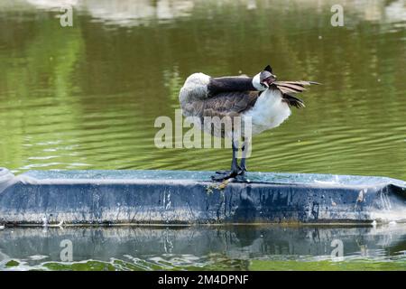 Kanadagänse (Branta canadensis)-Präening Stockfoto