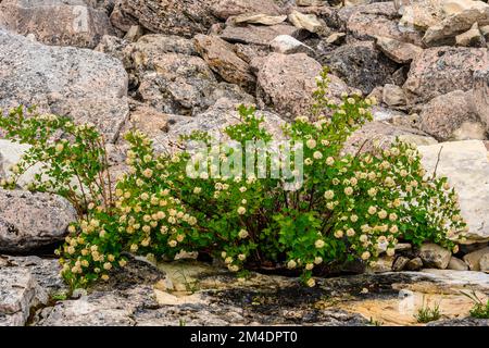 Kalksteinfelsen an der Küste des Lake Huron bei halfway Log Dump, blühender Viburnum-Strauch, Bruce Peninsula National Park, Ontario, Kanada Stockfoto