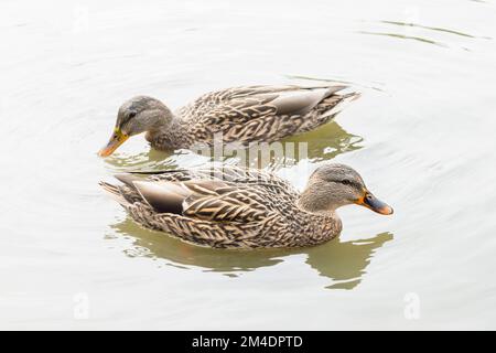 Zwei weibliche Stockenten (Anas platyrhynchos), die in einem Teich schwimmen Stockfoto