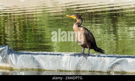 Doppelkammkormoran (Nannopterum auritum) in einem Teich Stockfoto