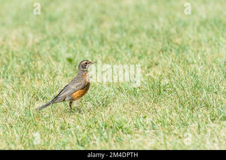 Junger amerikanischer Rotkehlkopf (Turdus Migratorius) Stockfoto