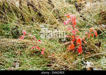 Herbstblaubeere, gefrorene Wassertropfen auf Haargras, Greater Sudbury, Ontario, Kanada Stockfoto