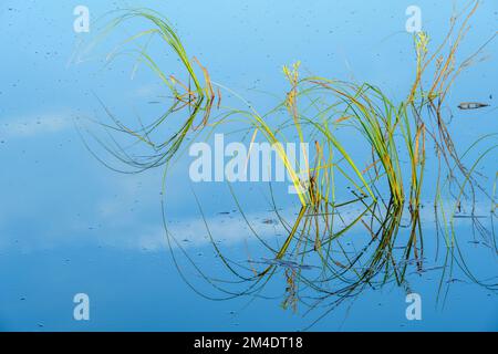 Sumpfgräser in einem Beaverteich, Greater Sudbury, Ontario, Kanada Stockfoto