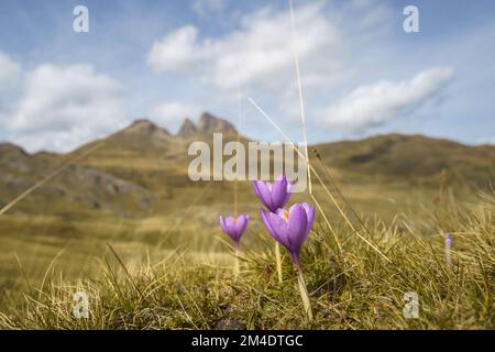 Wiese mit purpurfarbener Wildblume Autumn Crocus oder Crocus nudiflorus in den Pyrenäen, Col du Pourtalet, Nouvelle-Aquitaine Frankreich Stockfoto