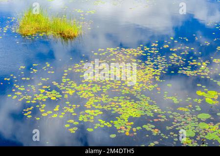 Wasserschutzkolonien (Brasenia schreberi) in Cranberry Bog, Killarney Provincial Park, Ontario, Kanada Stockfoto