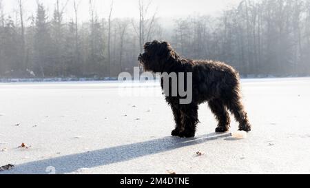 Süßer schwarzer Labradoodle-Hund, der auf dem gefrorenen Bärensee in Stuttgart steht. Hintergrundbeleuchtung. Stockfoto