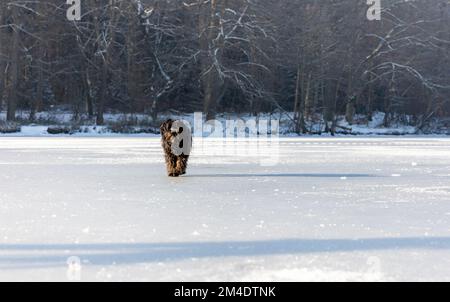 Süßer schwarzer Labradoodle-Hund, der auf dem gefrorenen Bärensee in Stuttgart steht. Hintergrundbeleuchtung. Stockfoto