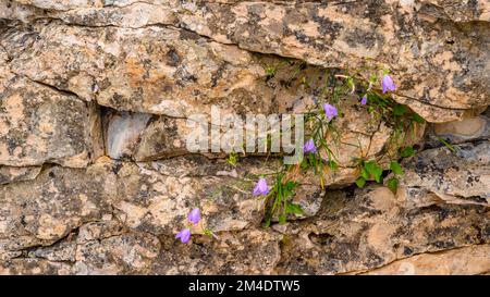 Kalksteinfelsen entlang der Küste des Lake Huron am Halfway Log Dump, Kolonien von Harebell (Campanula rotundifolia), Bruce Peninsula National Park, Ontario Stockfoto