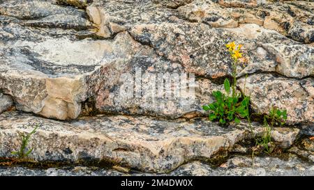 Kalksteinfelsen entlang der Uferlinie des Lake Huron bei halfway Log Dump, Kolonien der Golden Ragwort (Packera aurea), Bruce Peninsula National Park, Ontario, Stockfoto