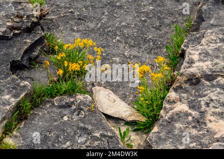 Kalksteinfelsen entlang der Uferlinie des Lake Huron bei halfway Log Dump, Kolonien der Golden Ragwort (Packera aurea), Bruce Peninsula National Park, Ontario, Stockfoto