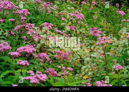 Joe-pye-Unkrautkolonie, Greater Sudbury, Ontario, Kanada Stockfoto