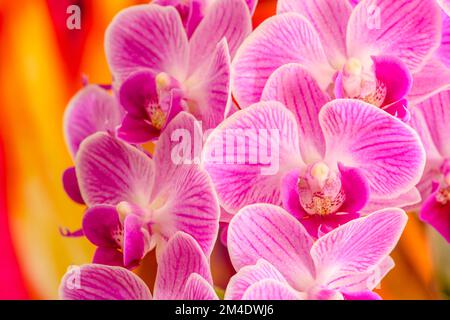 Orchideenblüten, Großraum Sudbury, Ontario, Kanada Stockfoto