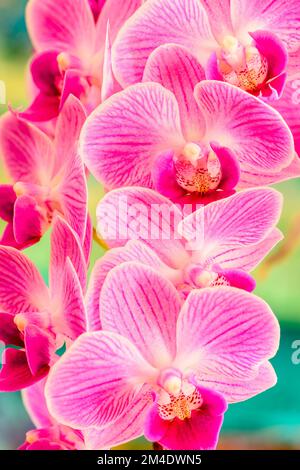 Orchideenblüten, Großraum Sudbury, Ontario, Kanada Stockfoto