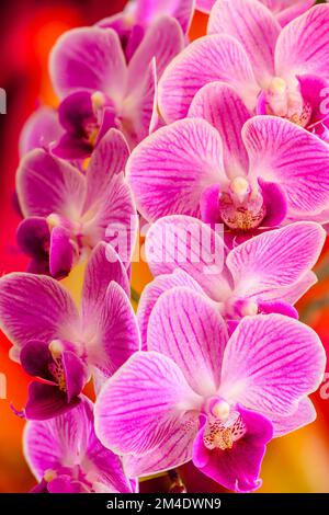 Orchideenblüten, Großraum Sudbury, Ontario, Kanada Stockfoto