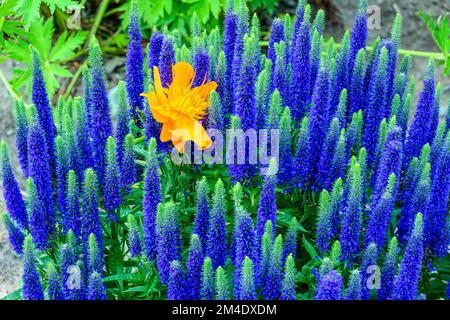 Garten Blumen, Greater Sudbury, Ontario, Kanada Stockfoto