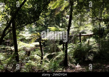 Belgrave ist eine Stadt und ein Vorort in Melbourne, Victoria, Australien Stockfoto