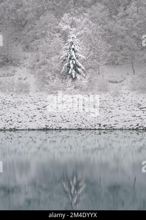 Eine einzelne Kiefer, die sich auf dem Wasser des Capilano Lake in einer schneebedeckten Winterlandschaft nahe dem Cleveland Dam in North Vancouver, Großbritannien, spiegelt Stockfoto