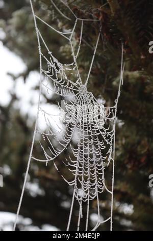 Ein Spinnennetz, das nach dem Schneefall vor Weihnachten am 2022. Dezember fein mit Juwelen wie Frost gespült wurde. Stockfoto