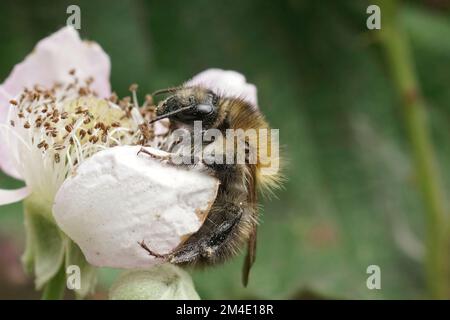 Natürliche Nahaufnahme einer braunen Karderbiene, Bombus Pascuorum, die sich von einer Brombeerblume ernährt Stockfoto