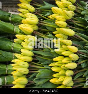 Zwei Reihen frisch gepflückter gelber Tulpen in Reihen mit grünen Blättern Stockfoto