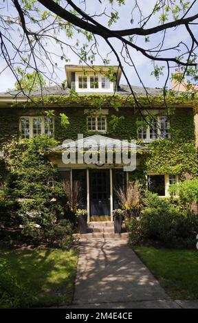 Gelbe Hütte Stil zweistöckige Hausfassade bedeckt mit Parthenocissus trikuspidata - Boston Evy Kletterweben im Frühling. Stockfoto