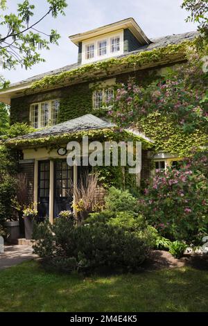 Gelbe Hütte Stil zweistöckige Hausfassade bedeckt mit Parthenocissus trikuspidata - Boston Evy Kletterweben im Frühling. Stockfoto