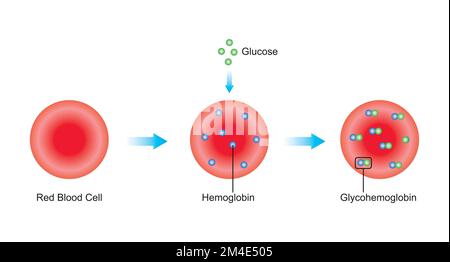 Wissenschaftliche Gestaltung der glykosylierten Hämoglobinbildung. Bunte Symbole. Vektordarstellung. Stock Vektor