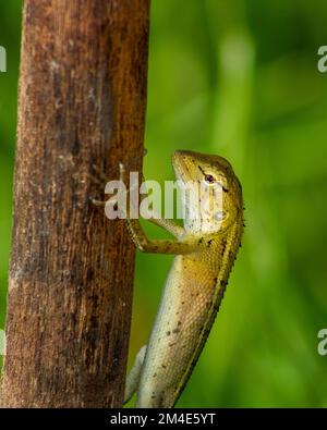 Gartenzaun-Eidechse auf einem Zweig Stockfoto