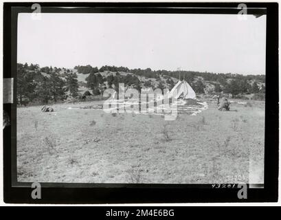 Baumsaaten - Sammeln. Fotografien zu National Forests, Resource Management Practices, Personal sowie Kultur- und Wirtschaftsgeschichte Stockfoto