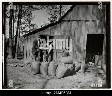 Baumsaaten - Sammeln. Fotografien zu National Forests, Resource Management Practices, Personal sowie Kultur- und Wirtschaftsgeschichte Stockfoto