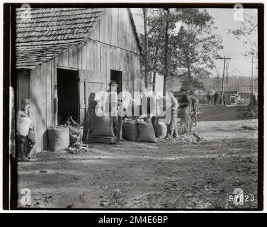 Baumsaaten - Sammeln. Fotografien zu National Forests, Resource Management Practices, Personal sowie Kultur- und Wirtschaftsgeschichte Stockfoto