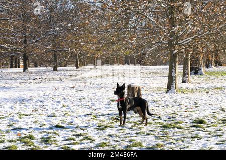 Ein Hund steht vor uns in tiefer Kälte unter arktischer Explosion, Schnee bedeckt Baumzweige und Boden in Greenwich Southeast London Engl Stockfoto