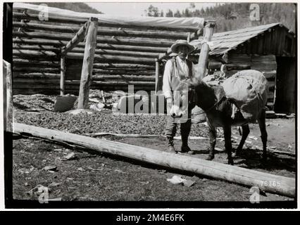 Baumsaaten - Sammeln. Fotografien zu National Forests, Resource Management Practices, Personal sowie Kultur- und Wirtschaftsgeschichte Stockfoto