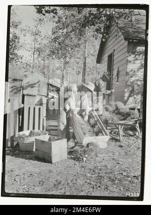 Baumsaaten - Sammeln. Fotografien zu National Forests, Resource Management Practices, Personal sowie Kultur- und Wirtschaftsgeschichte Stockfoto