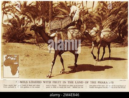 Halbton von Kamelen beladen mit Früchten im Land der Pharaonen, aus einer Lehrzeitschrift 1927 Stockfoto