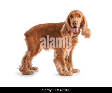 Roter Cockerspaniel auf weißem Hintergrund Stockfoto