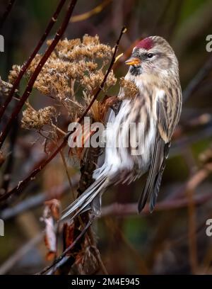 Unreife Weibchen, gewöhnlicher Rotpoll (Acanthis flammea), hoch oben auf einem Ast und ernähren sich von Samen, Herbst Stockfoto