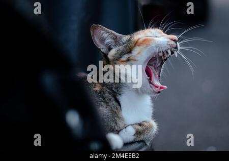 Eine gähnende, süße Katze, die ihren Mund öffnet, mit verschwommenem Hintergrund Stockfoto